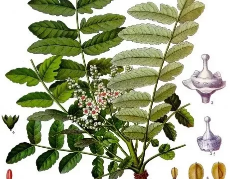 Boswellia_sacra_-_Köhler–s_Medizinal-Pflanzen-022